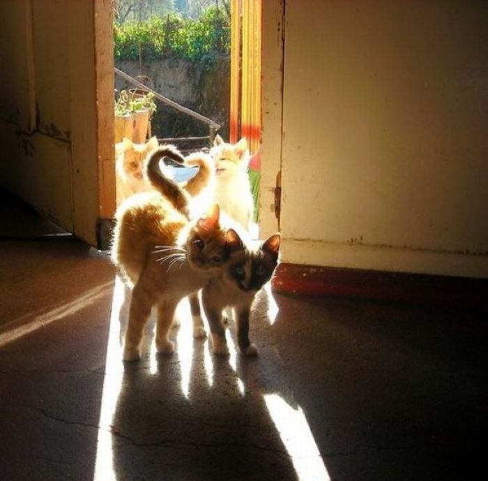 Прикольные картинки (102 фото)