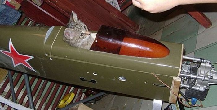 Прикольные картинки (98 фото)