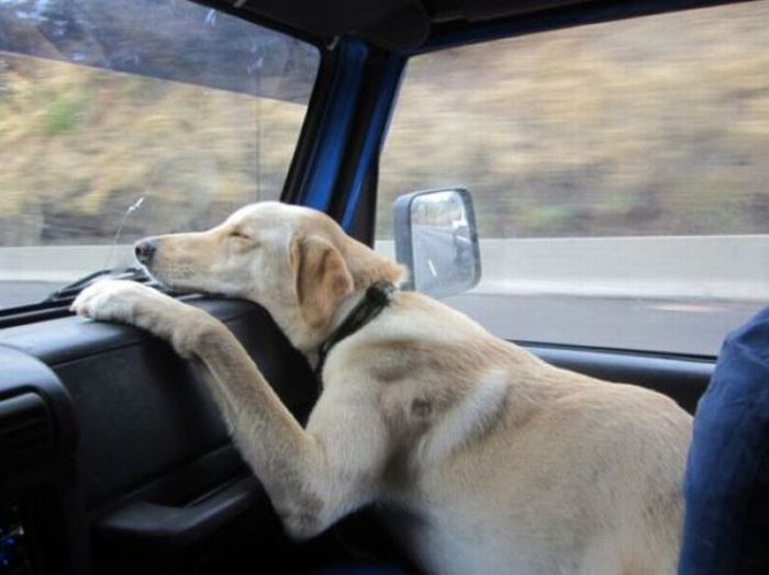 Прикольные картинки (98 фото)