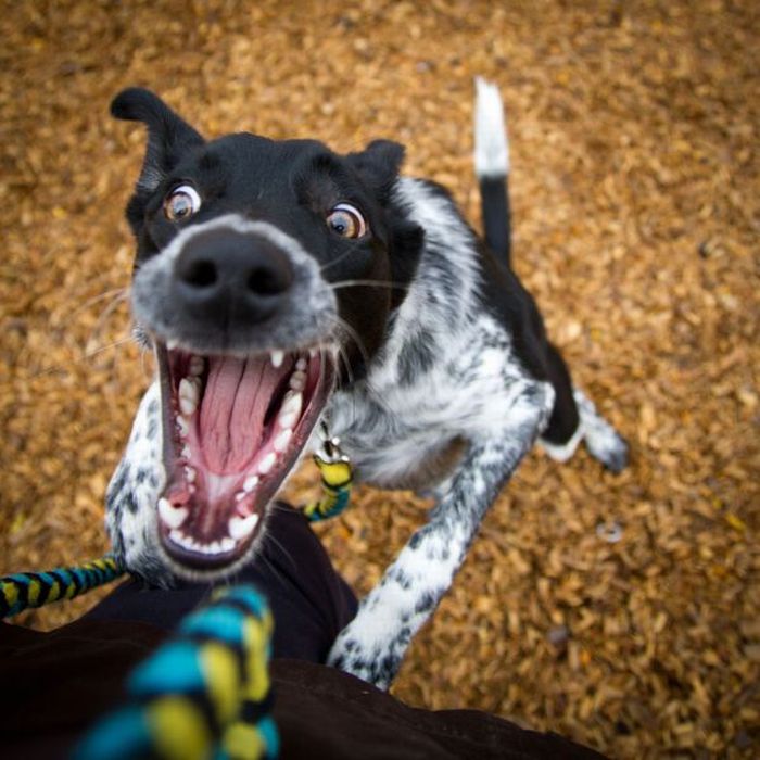 Прикольные картинки (85 фото)