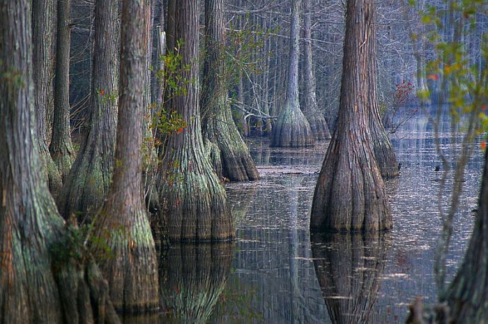 Прикольные картинки (111 фото)