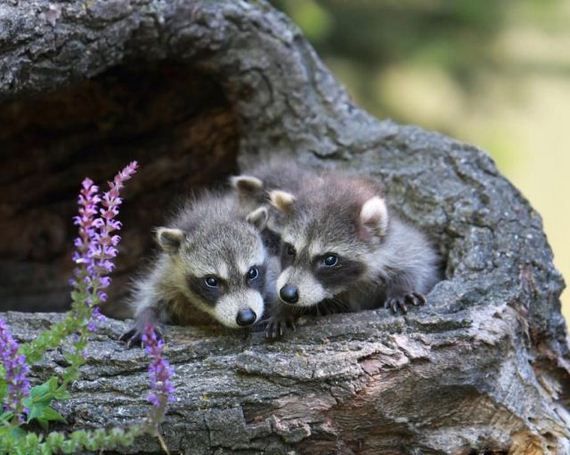 Забавные животинки (15 фотографий), photo:3