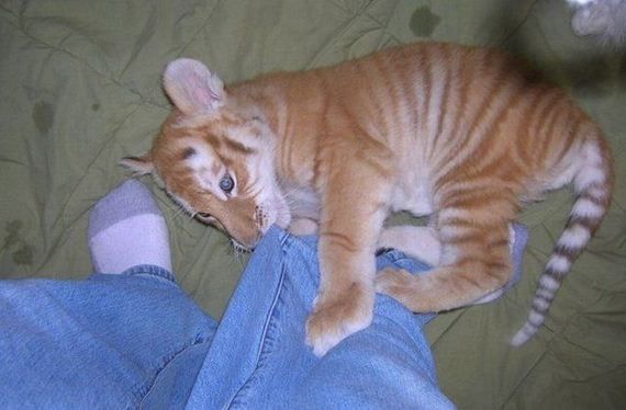 Забавные животинки (15 фотографий), photo:7