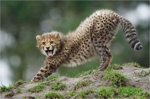 Забавные животинки (15 фотографий), photo:8