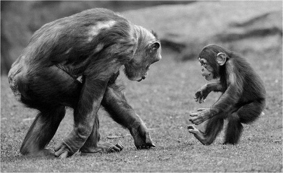 Забавные животинки (15 фотографий), photo:9