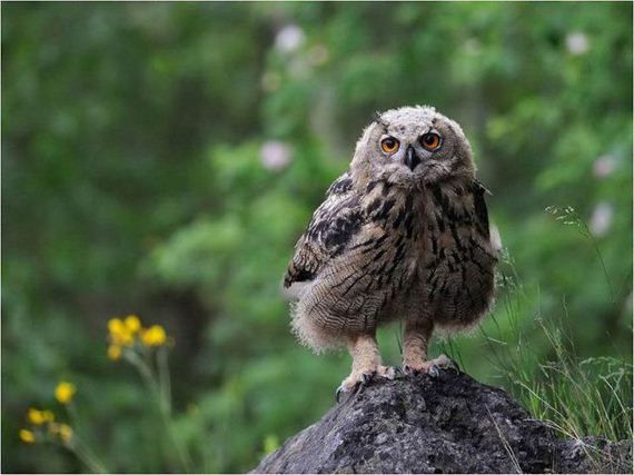 Забавные животинки (15 фотографий), photo:11