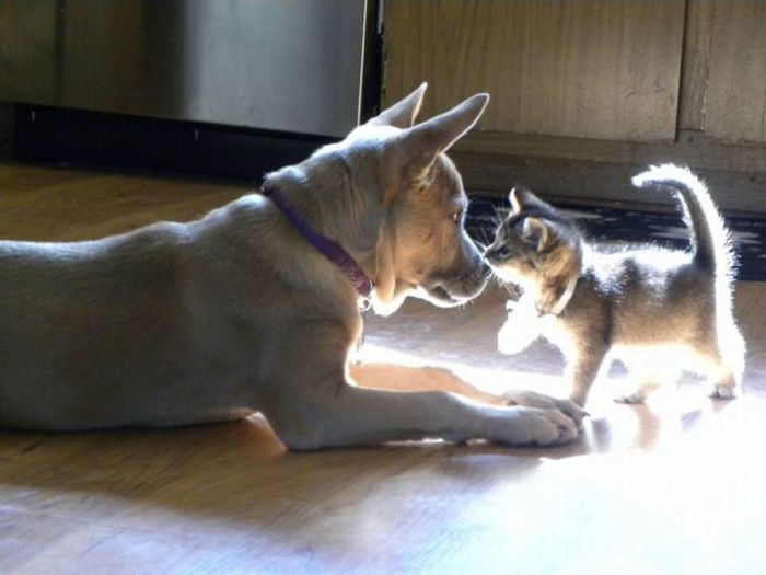 Прикольные картинки (116 фото)