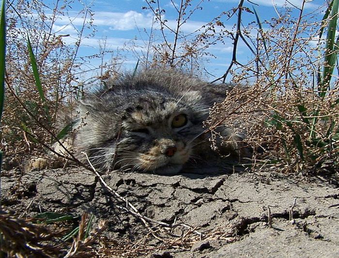 Прикольные картинки (116 фото)