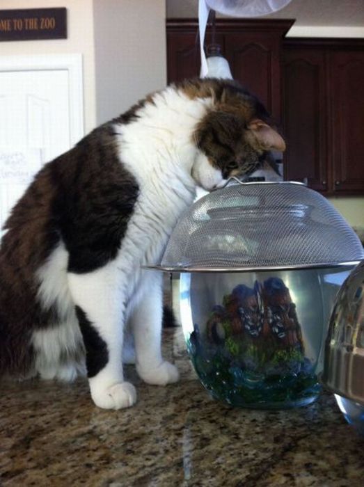 Прикольные картинки (80 фото)