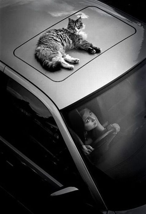 Прикольные картинки (107 фото)