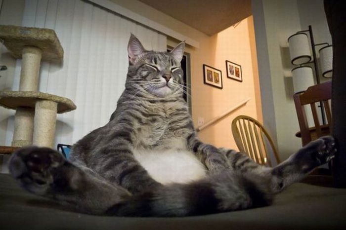 Прикольные картинки (80 фото)