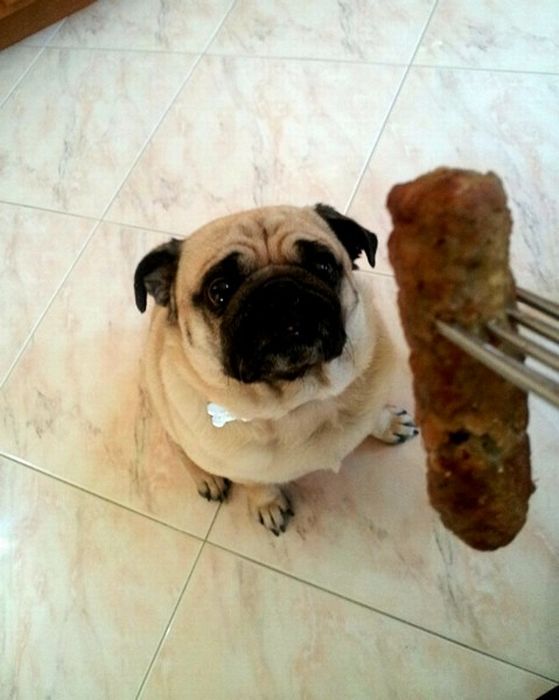 Прикольные картинки (102 фото)