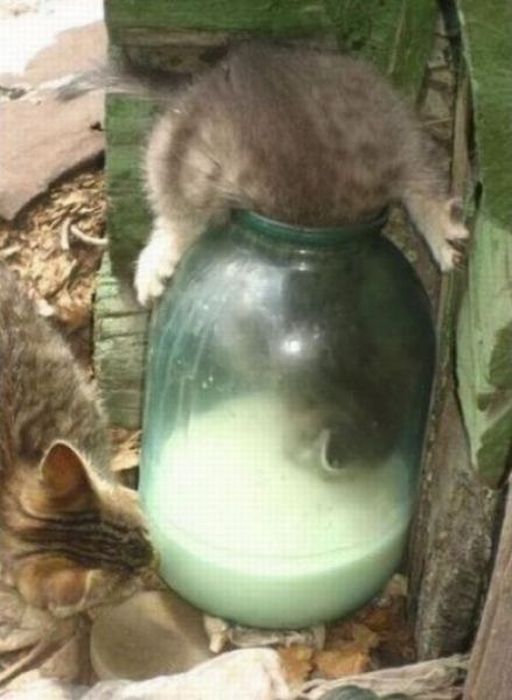 Прикольные картинки