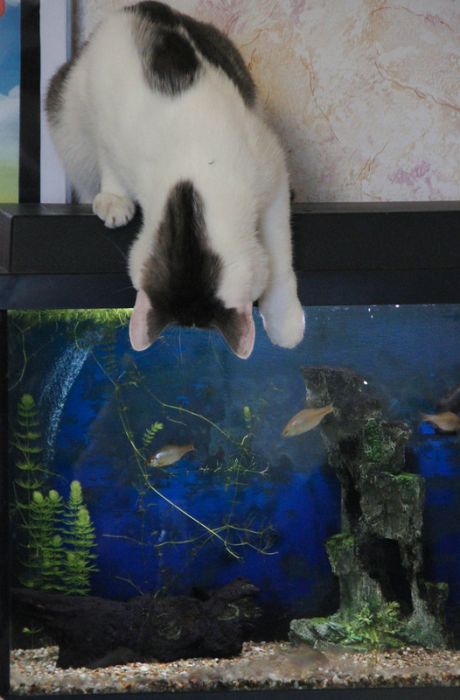 Прикольные картинки