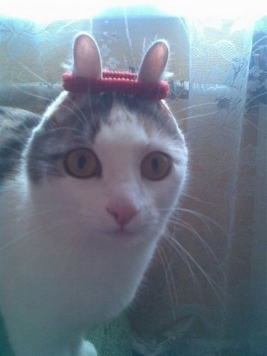 Прикольные картинки