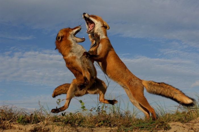 Прикольные картинки