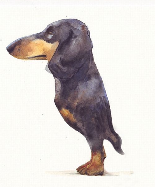 Такса. Укороченная версия (4 фото)