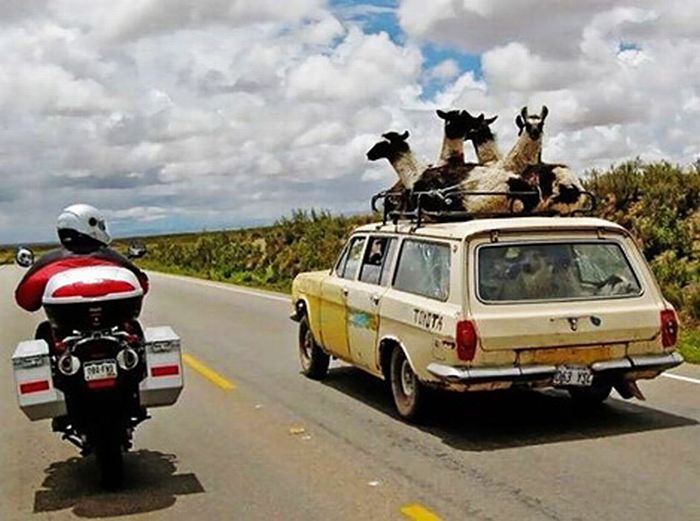 Прикольные картинки (90 фото)