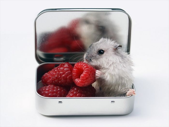 Прикольные картинки (92 фото)