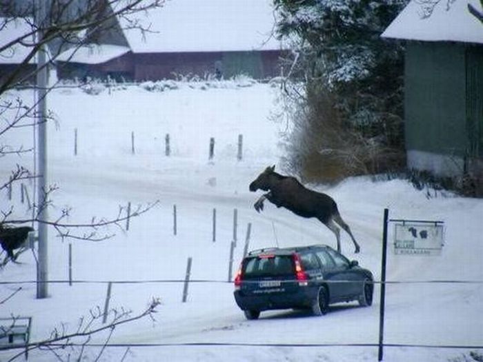 Прикольные картинки (93 фото)