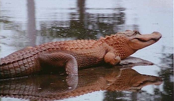 Прикольные картинки (93 фото)