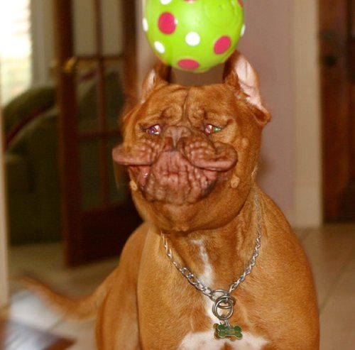 Прикольные картинки (93 фото)