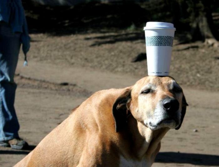 Прикольные картинки (93 фото)