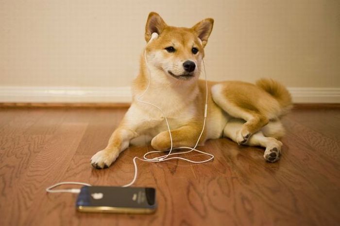 Прикольные картинки (93 фото)