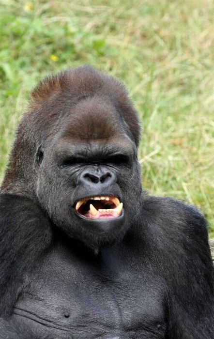 Прикольные картинки (93 фото)