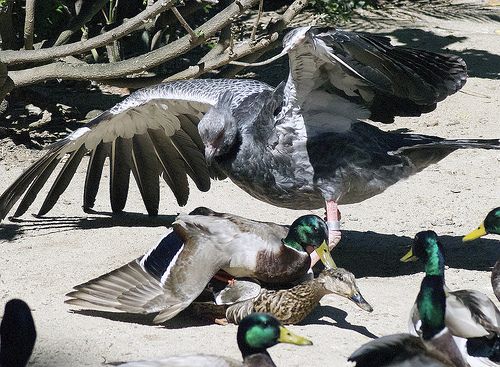 Прикольные картинки (98 фото)