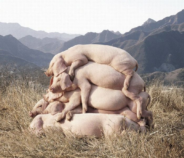 Прикольные картинки (98 фото)