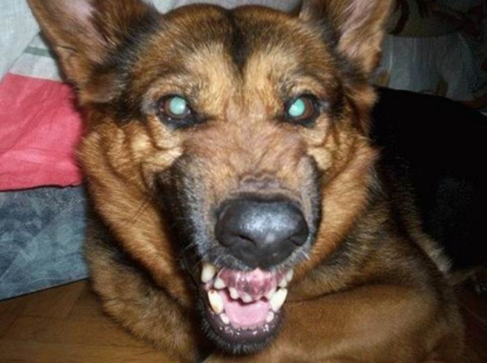 Прикольные картинки (98 фото)