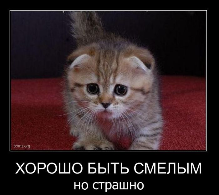 Демотиваторы (88 фото)