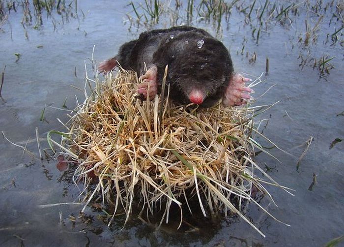 Прикольные картинки (94 фото)