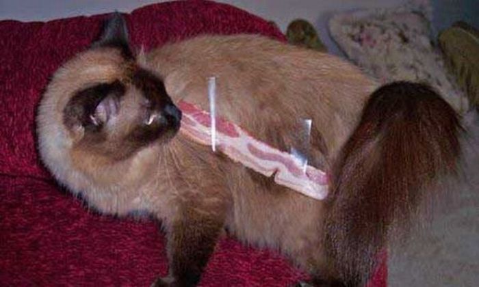 Прикольные картинки (94 фото)