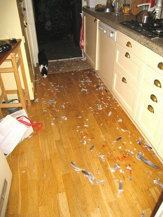 Прикольные картинки (94 фото)