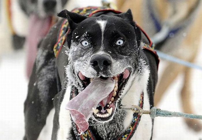 Прикольные картинки (93 фото)