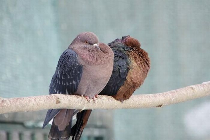 Прикольные картинки (93 фото)