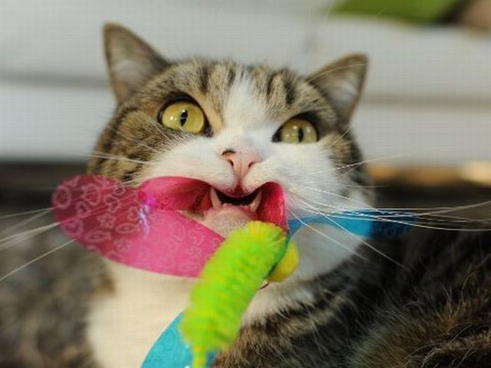 Прикольные картинки (93 фото)