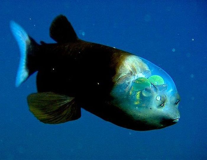 Прикольные картинки (91 фото)