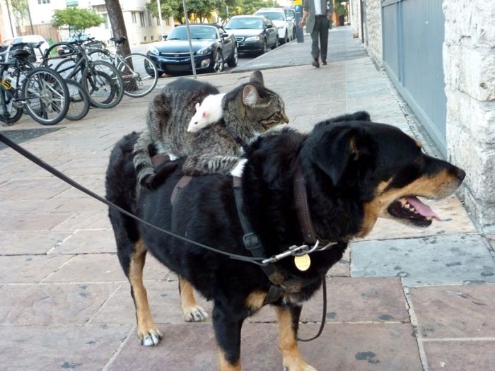 Прикольные картинки (91 фото)