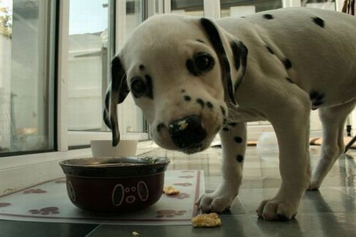 Прикольные картинки (91 фото)