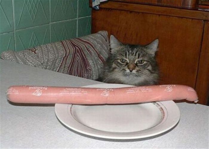 Прикольные картинки (91 фото)