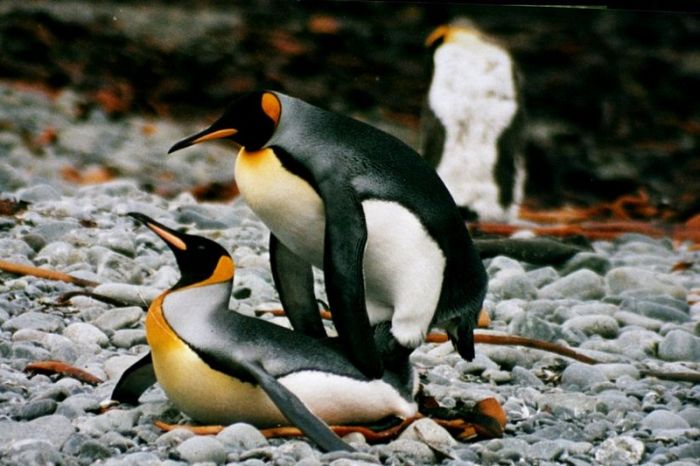 Прикольные картинки (105 фото)