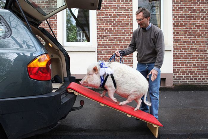 Прикольные картинки (90 фото)