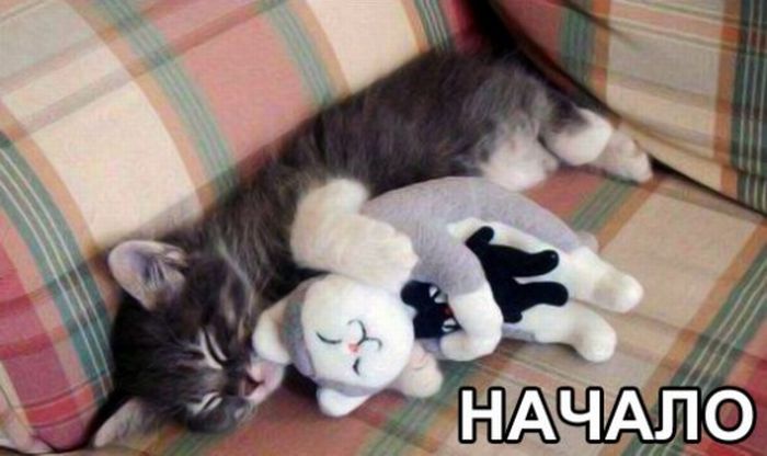 Прикольные картинки (90 фото)