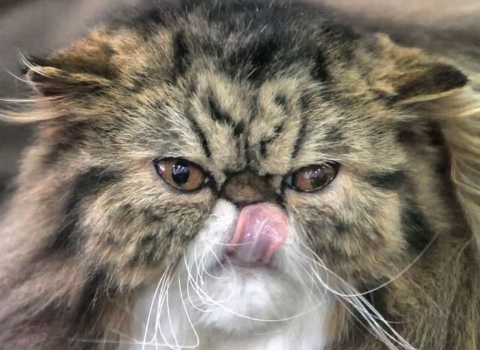 Прикольные картинки (90 фото)