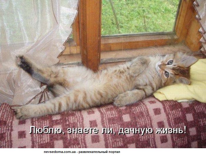 Если утроить второй. Смешные коты с надписями на даче. Лежу отдыхаю. Доброе утро Сонный кот. Смешной кот на диване.